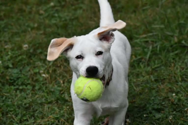 Wesley, a Boxer and German Shepherd Dog mix tested with EmbarkVet.com