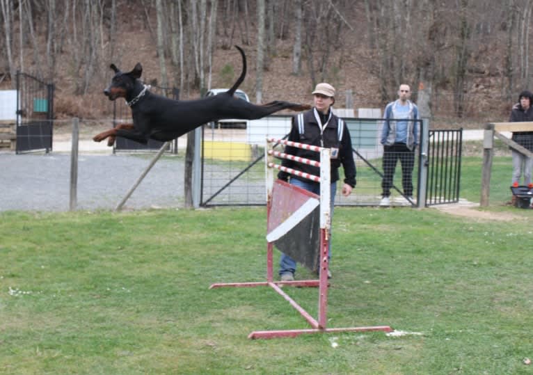 Roreck, a Doberman Pinscher tested with EmbarkVet.com