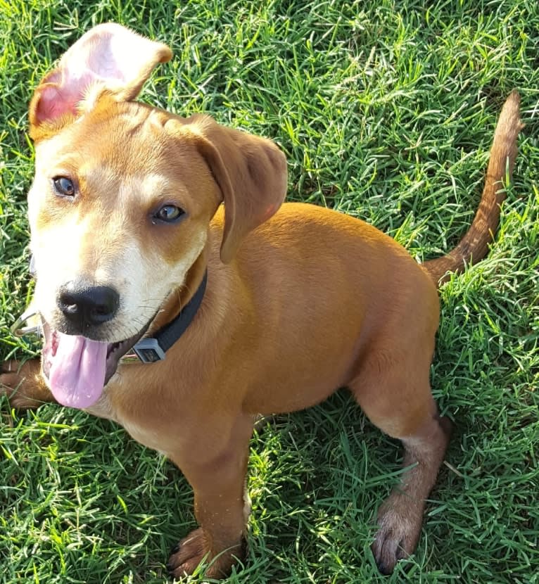 Cooper, an American Pit Bull Terrier and Boxer mix tested with EmbarkVet.com