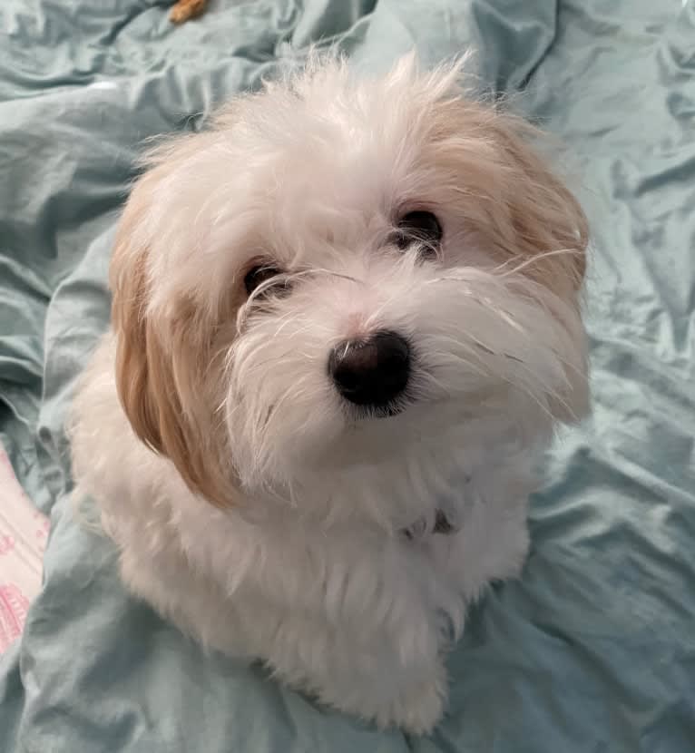 Mochi, a Maltese and Poodle (Small) mix tested with EmbarkVet.com