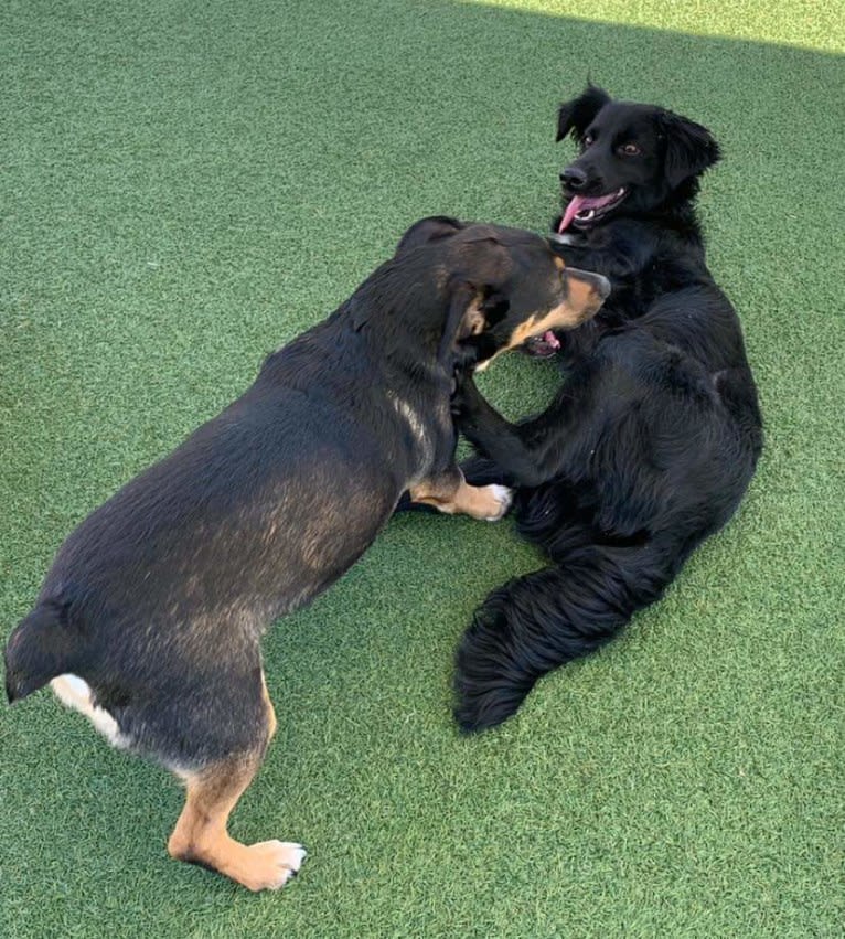 Sparrow, a Labrador Retriever and Border Collie mix tested with EmbarkVet.com