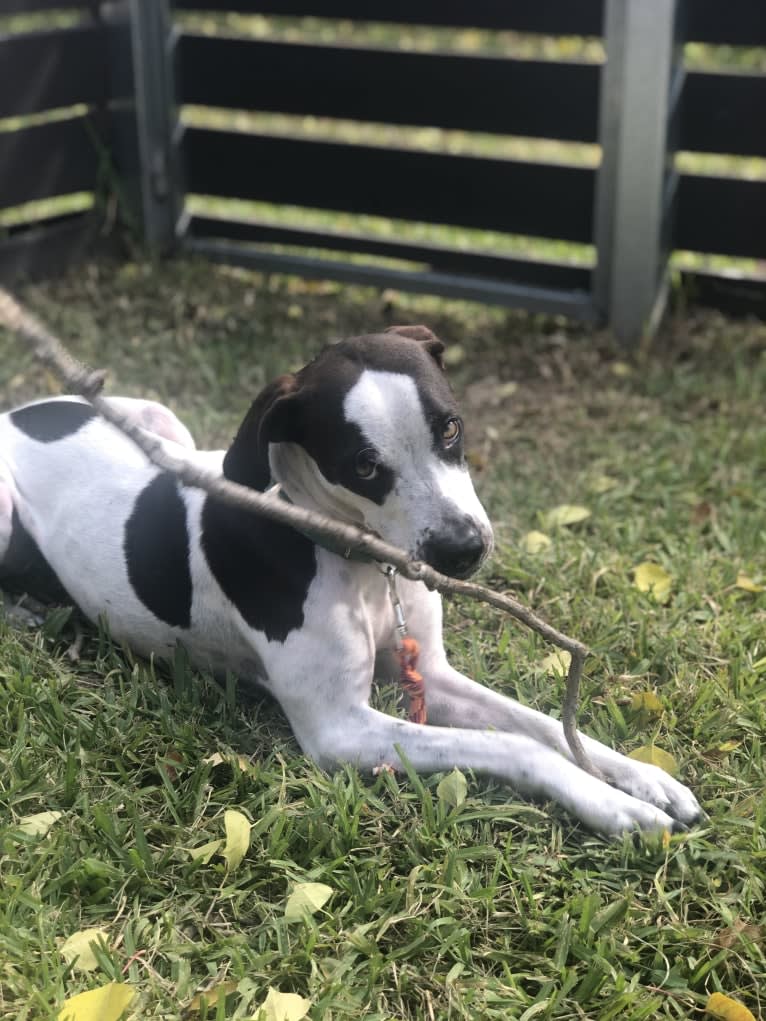 Millie, an American Pit Bull Terrier and Treeing Walker Coonhound mix tested with EmbarkVet.com