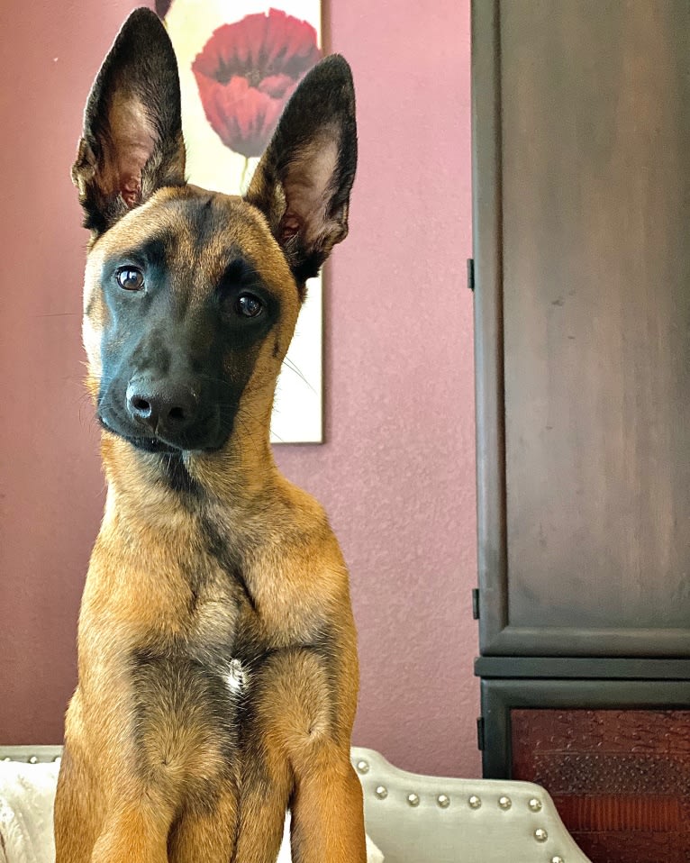 Max, a Belgian Malinois and Boxer mix tested with EmbarkVet.com