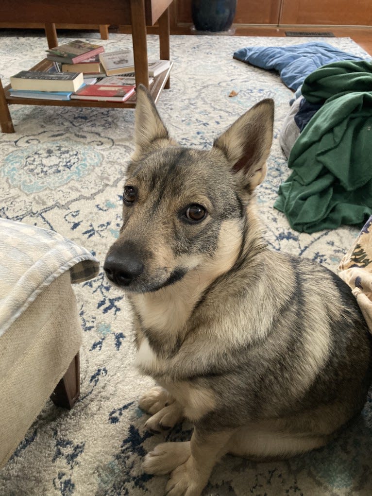 Maxine “Maxi”, a Swedish Vallhund tested with EmbarkVet.com