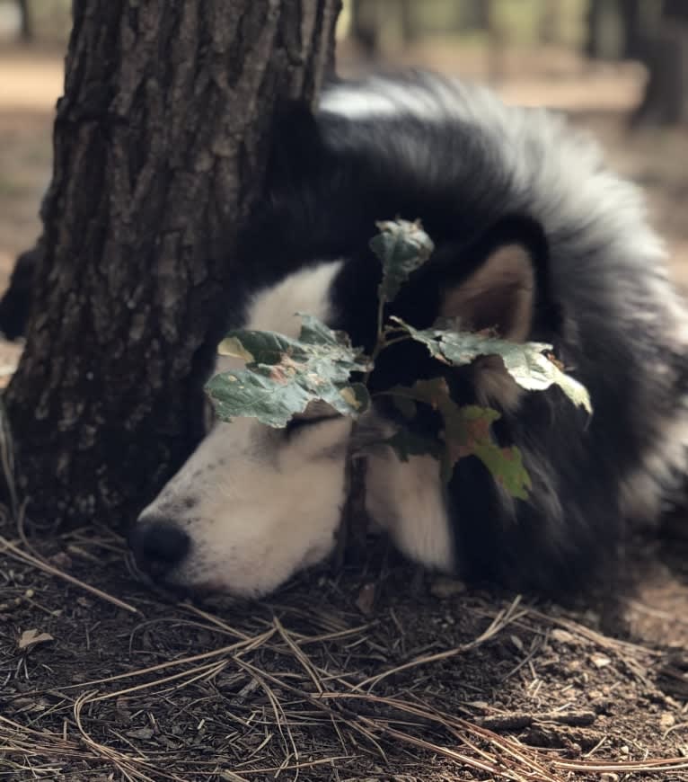 Jack, a Siberian Husky tested with EmbarkVet.com