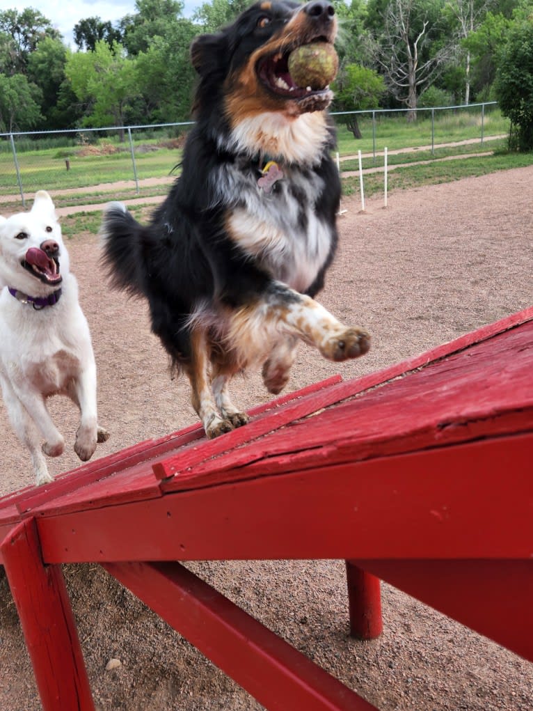 Lancer, an Australian Shepherd and Australian Cattle Dog mix tested with EmbarkVet.com