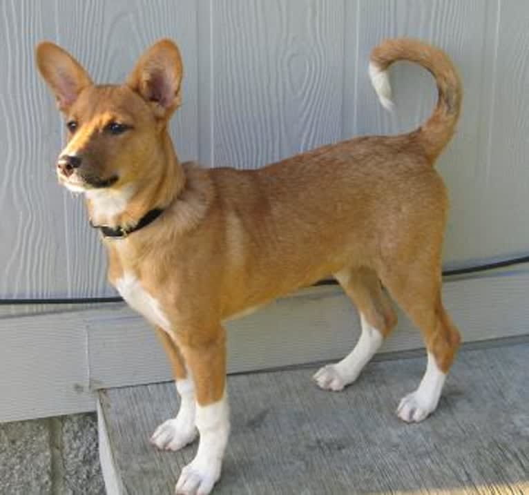 Ebop, a Central and East African Village Dog and Basenji mix tested with EmbarkVet.com