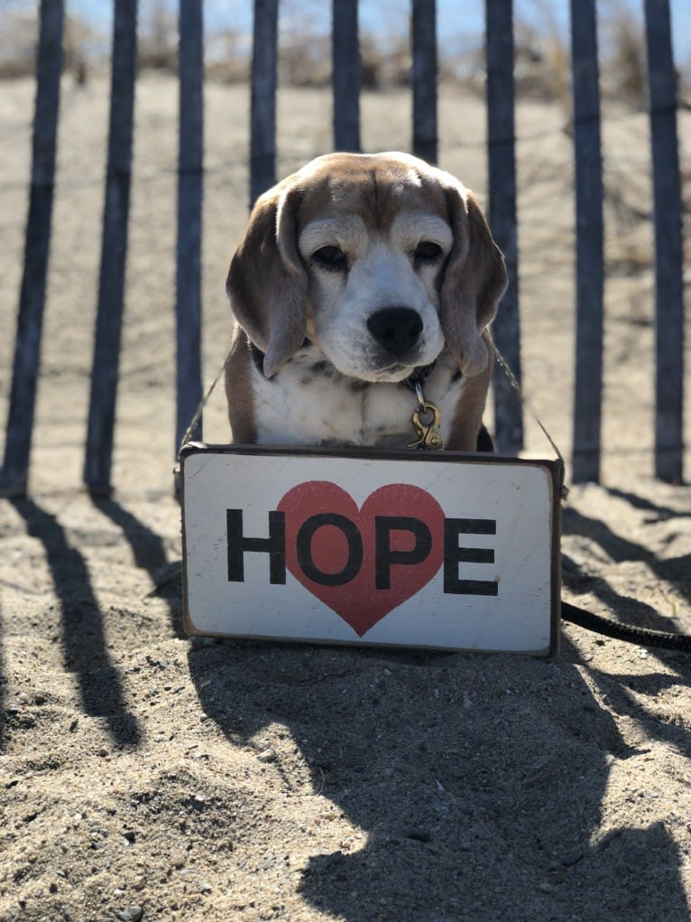 Mae, a Beagle tested with EmbarkVet.com