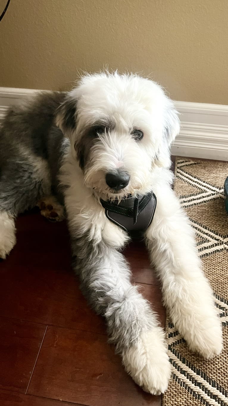 Harley, an Old English Sheepdog tested with EmbarkVet.com