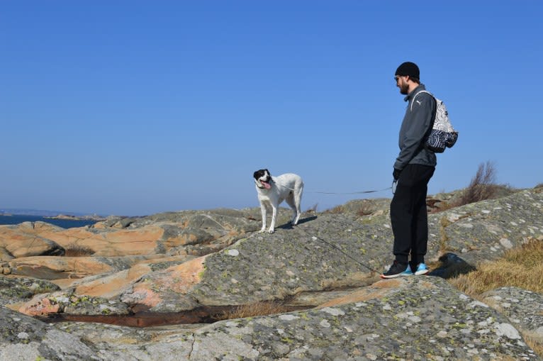 Ollie, an Australian Cattle Dog and Border Collie mix tested with EmbarkVet.com