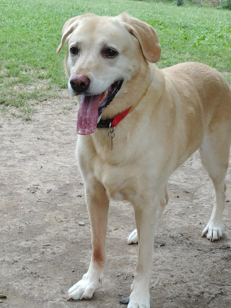 Tank, a German Shepherd Dog and Labrador Retriever mix tested with EmbarkVet.com