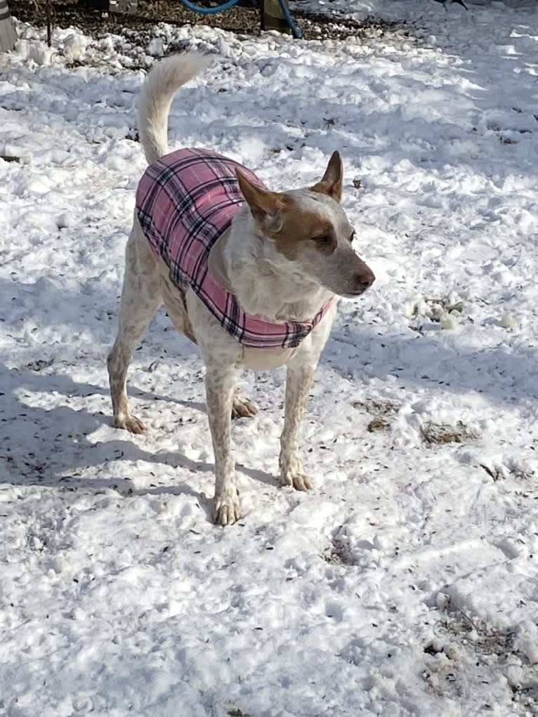 Ginger, an Australian Cattle Dog and German Shepherd Dog mix tested with EmbarkVet.com