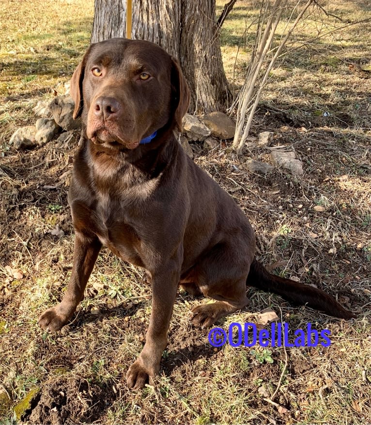 O'Dell's Daniel, a Labrador Retriever tested with EmbarkVet.com