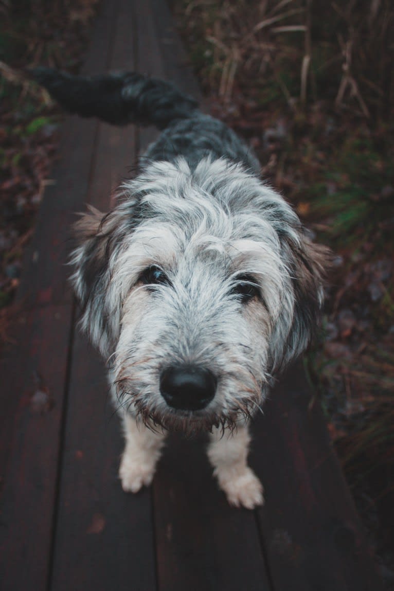 Olga, an Eastern European Village Dog tested with EmbarkVet.com