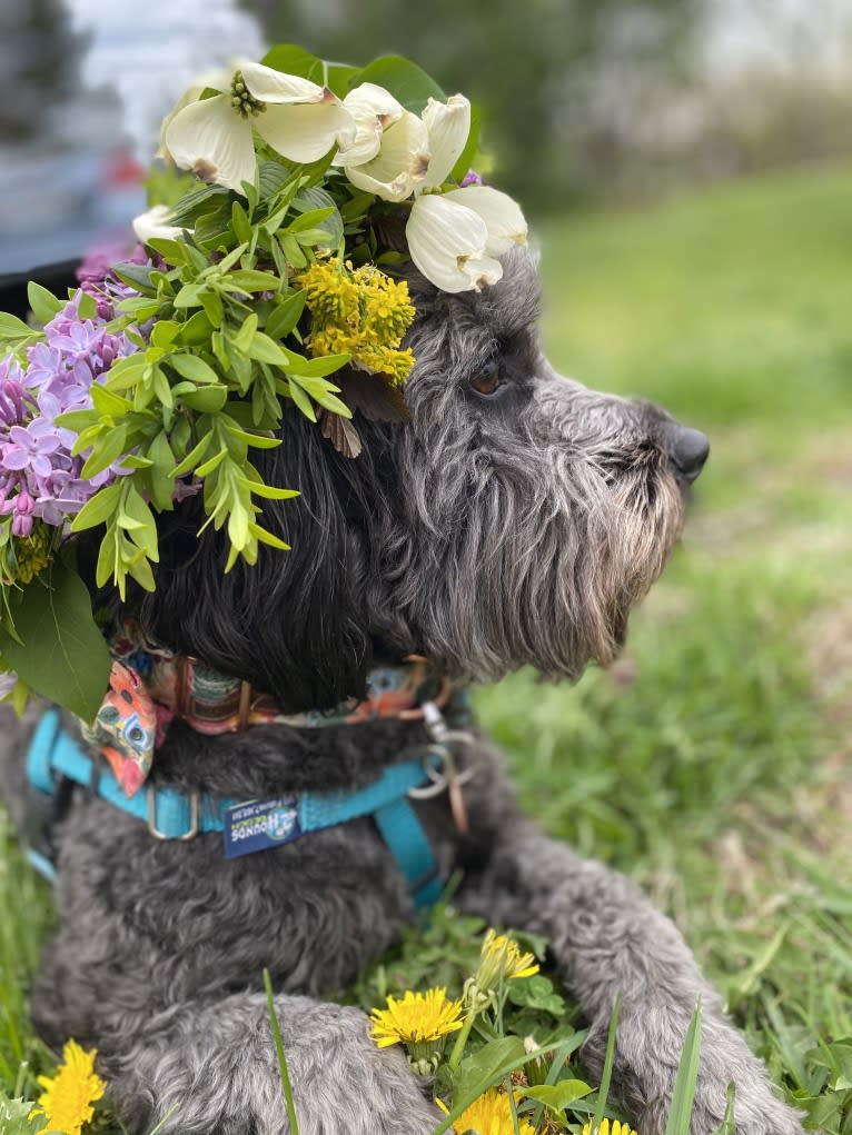 Bluebonnet, a Poodle (Small) and American Pit Bull Terrier mix tested with EmbarkVet.com