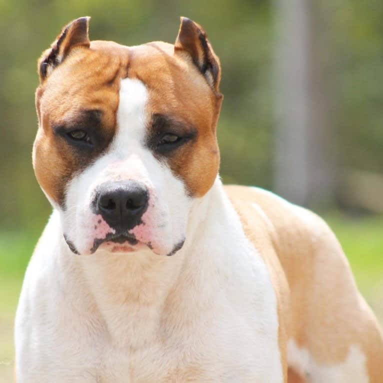 Maui, an American Staffordshire Terrier tested with EmbarkVet.com