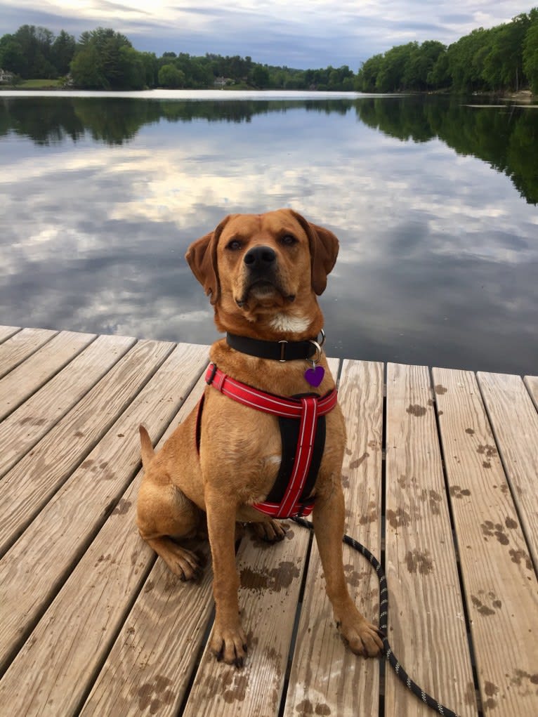 Dusty, a Labrador Retriever and Cocker Spaniel mix tested with EmbarkVet.com