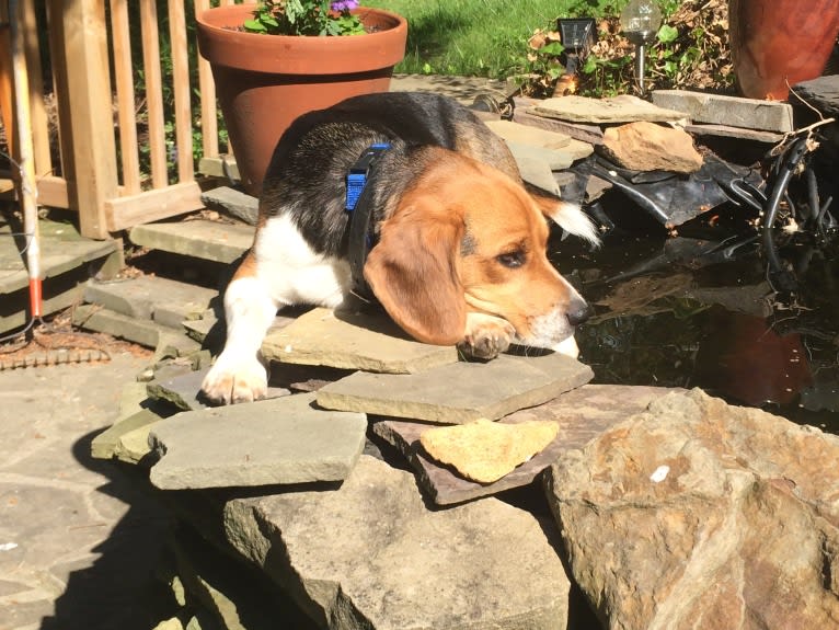 Niko, a Beagle tested with EmbarkVet.com