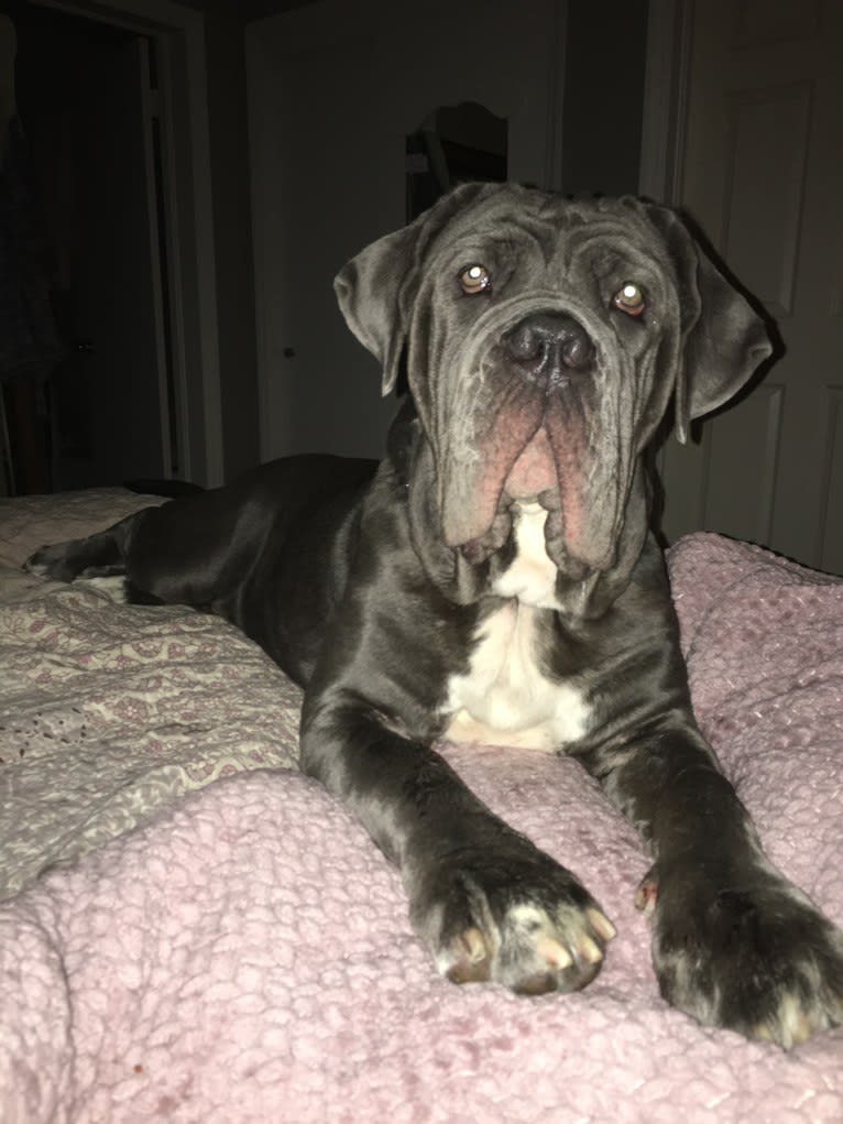 Maui, a Neapolitan Mastiff tested with EmbarkVet.com