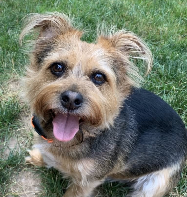 Charlie, a Yorkshire Terrier and Chihuahua mix tested with EmbarkVet.com