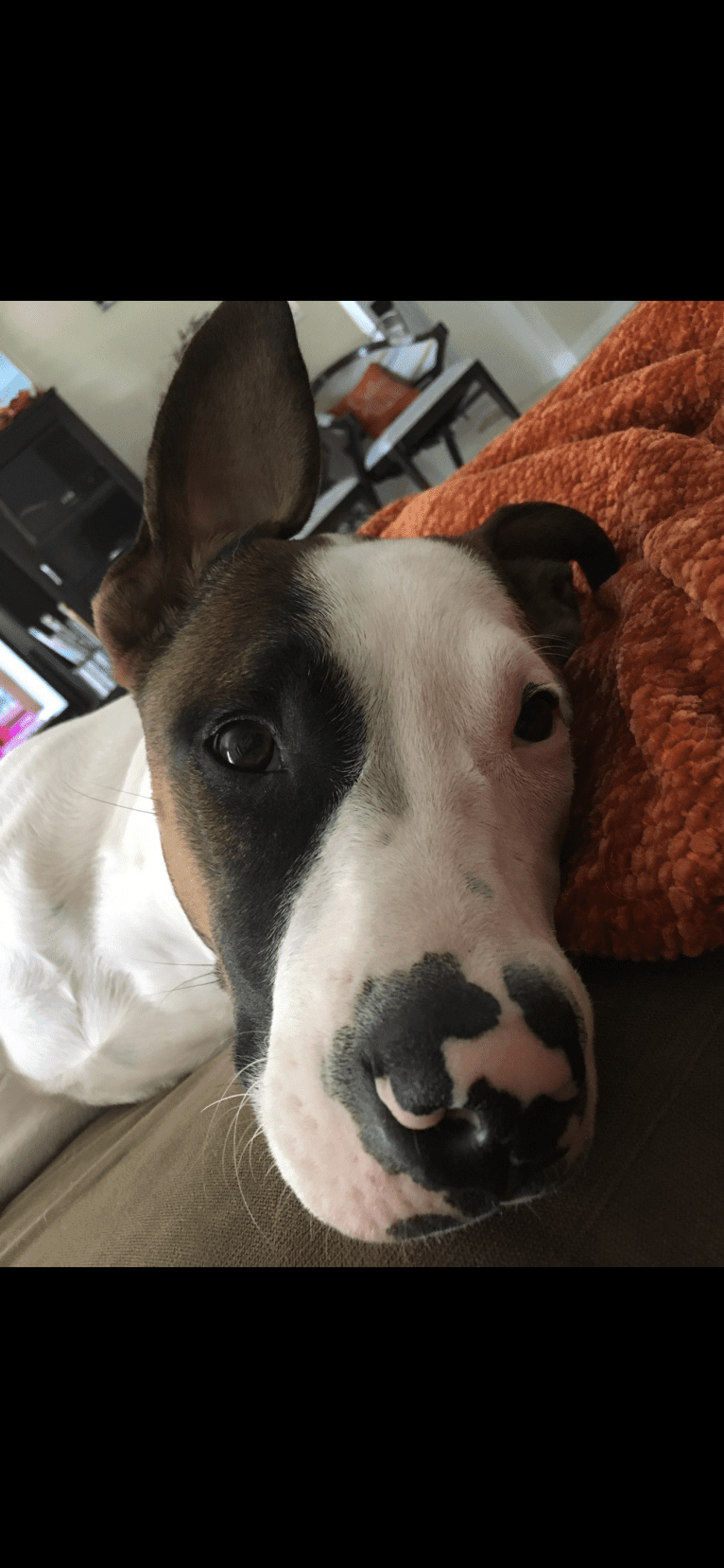 Dozer, an American Pit Bull Terrier and American Staffordshire Terrier mix tested with EmbarkVet.com