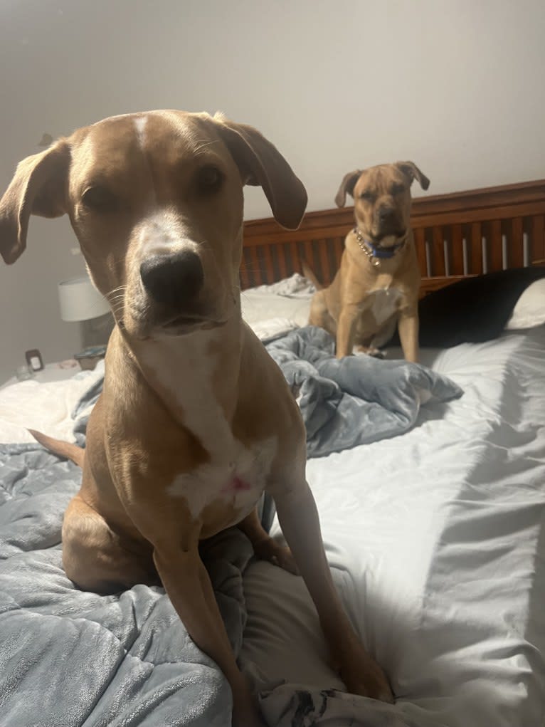 Her name is Sage, an American Bulldog and Labrador Retriever mix tested with EmbarkVet.com