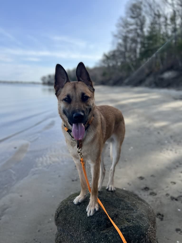 Everhett, a German Shepherd Dog and Australian Cattle Dog mix tested with EmbarkVet.com