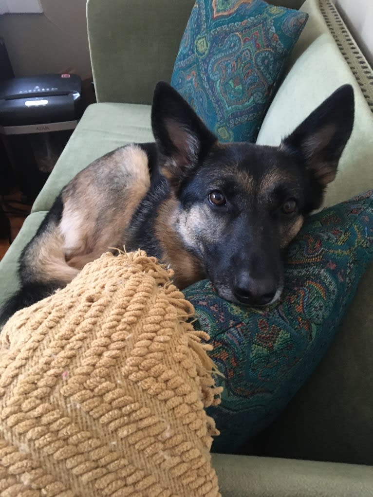 Daisy, a German Shepherd Dog tested with EmbarkVet.com