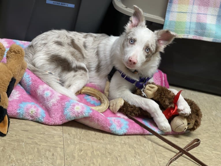 Viva, a Border Collie tested with EmbarkVet.com