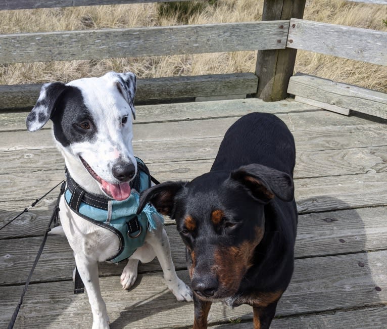 Arlo, an Australian Cattle Dog and Russell-type Terrier mix tested with EmbarkVet.com