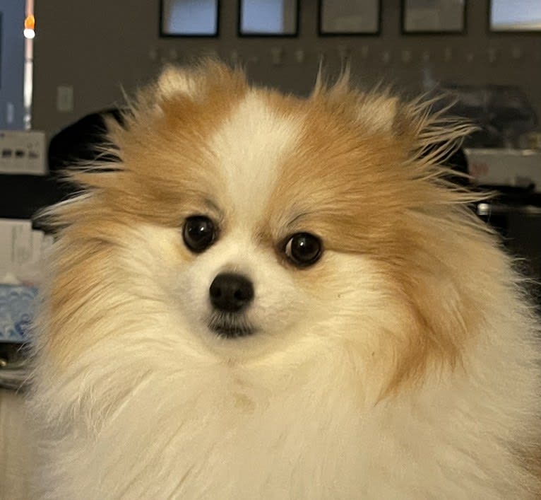 Eleanor, a Pomeranian tested with EmbarkVet.com