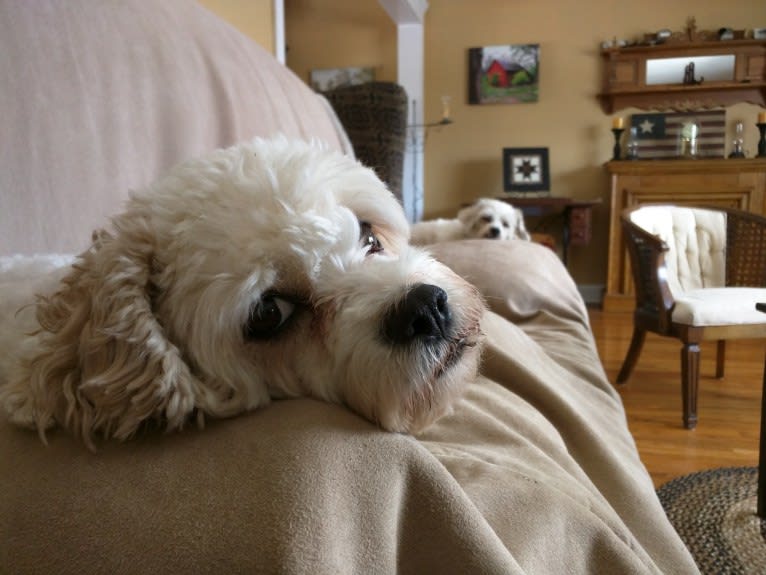 Molly, a Cavachon tested with EmbarkVet.com