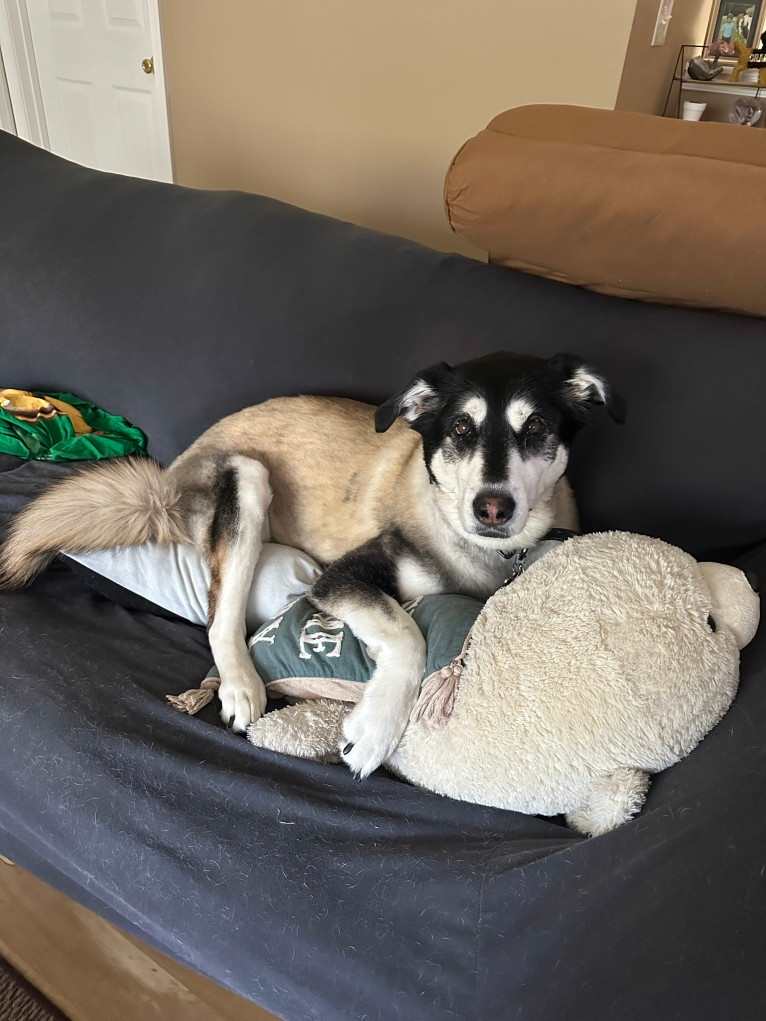 Keira, an Alaskan Malamute and Siberian Husky mix tested with EmbarkVet.com