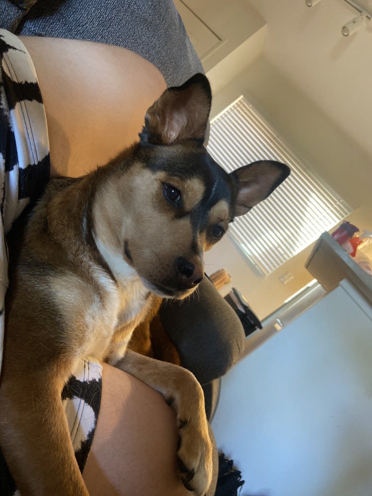 Kayna, a Rottweiler and Chow Chow mix tested with EmbarkVet.com