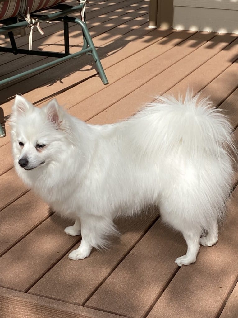 Raini, an American Eskimo Dog tested with EmbarkVet.com