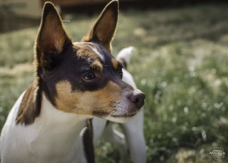 Pete, a Rat Terrier tested with EmbarkVet.com