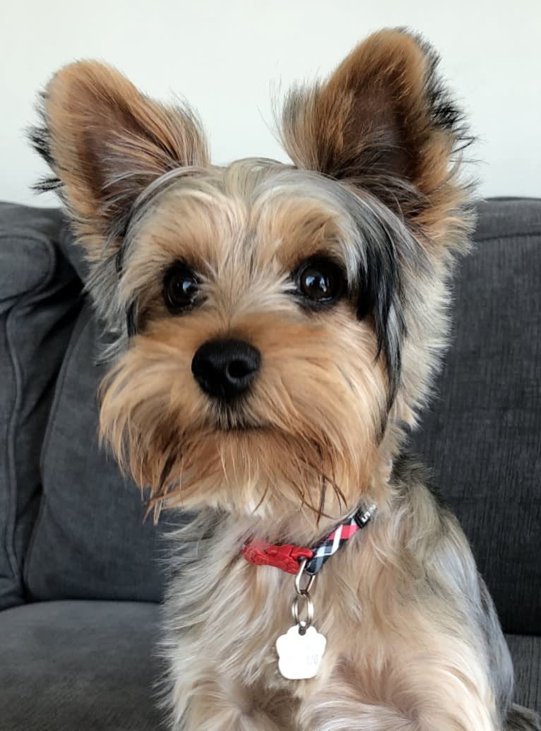 Bentley, a Yorkshire Terrier tested with EmbarkVet.com