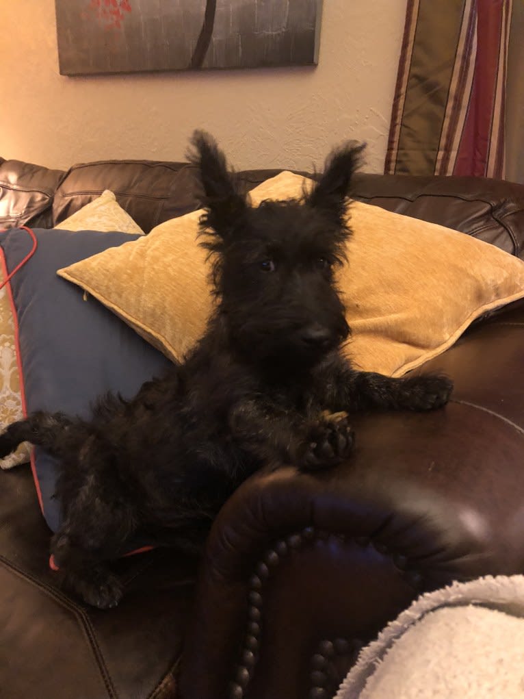 Tucker, a Scottish Terrier tested with EmbarkVet.com