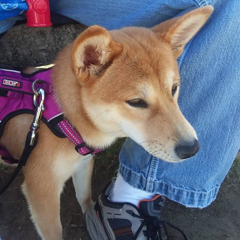 Noko, a Shiba Inu tested with EmbarkVet.com