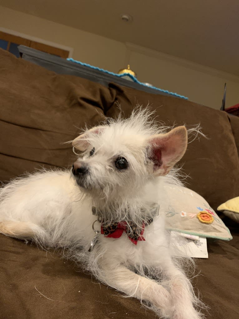 Bitxi, a Maltese and Chihuahua mix tested with EmbarkVet.com
