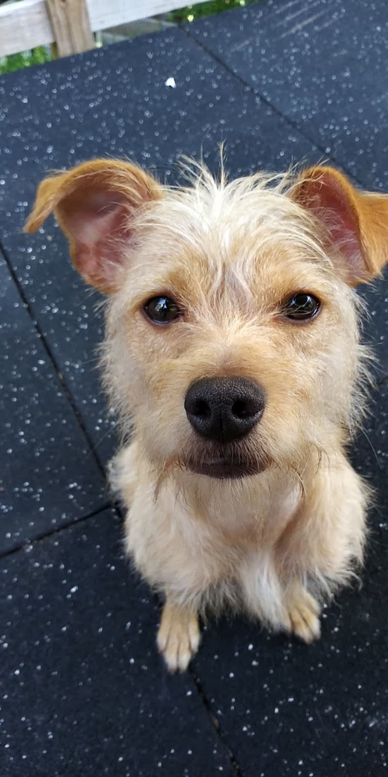 Zuma, a Chihuahua and Pomeranian mix tested with EmbarkVet.com