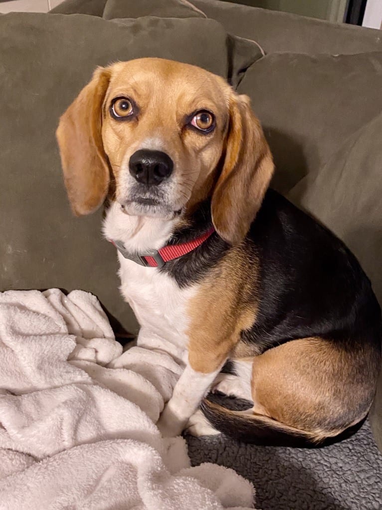 Maggie, a Beagle tested with EmbarkVet.com