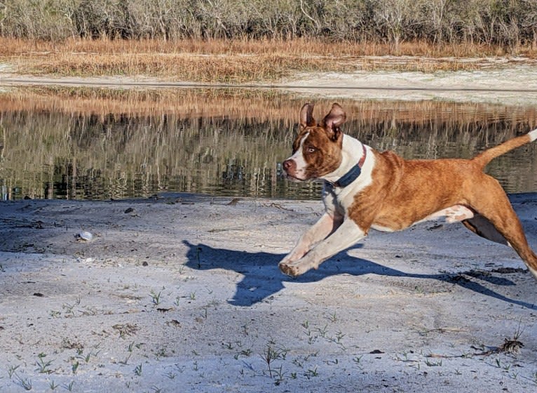 Charlie, an American Pit Bull Terrier and Bulldog mix tested with EmbarkVet.com