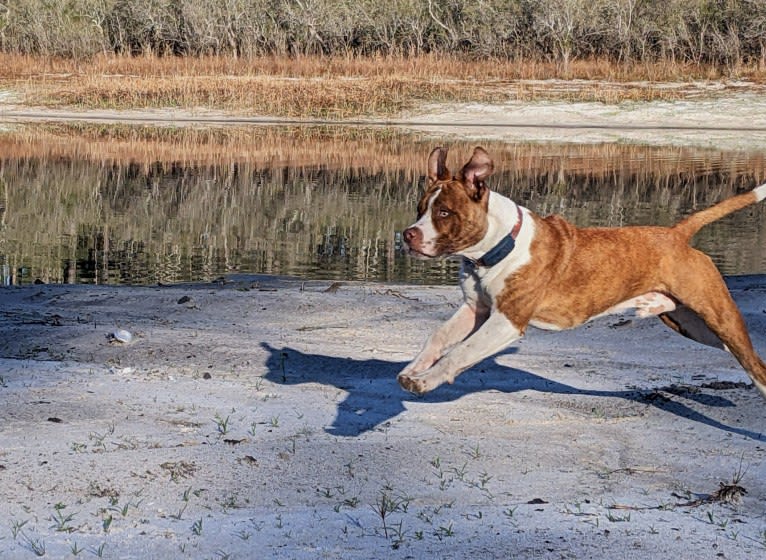 Charlie, an American Pit Bull Terrier and Bulldog mix tested with EmbarkVet.com