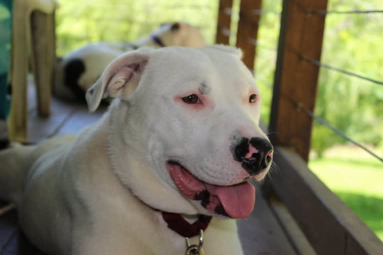 Winnie, an American Pit Bull Terrier and American Staffordshire Terrier mix tested with EmbarkVet.com