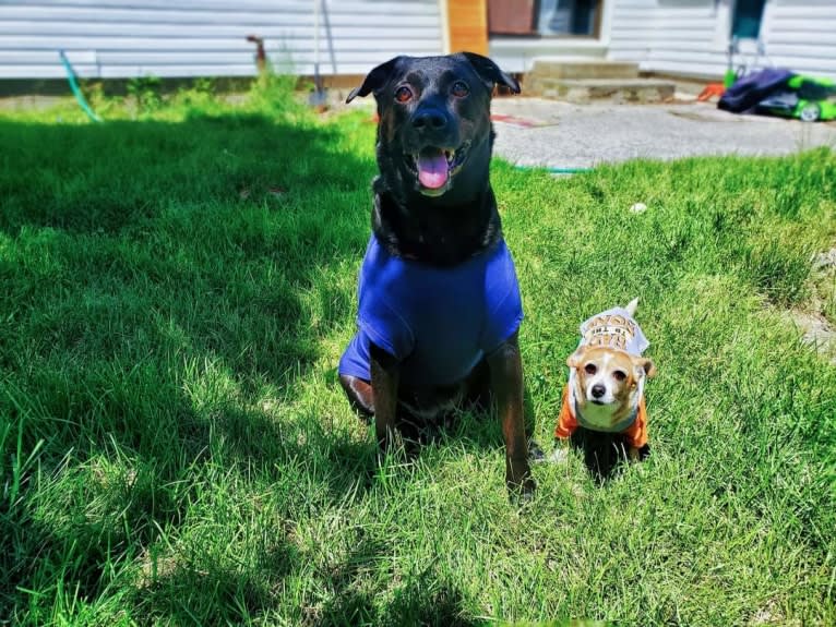 Venom Butterball Shuhart, a Boxer and Chow Chow mix tested with EmbarkVet.com