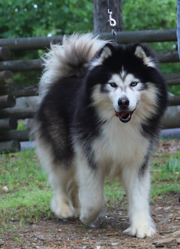 Padfoot, a Siberian Husky tested with EmbarkVet.com