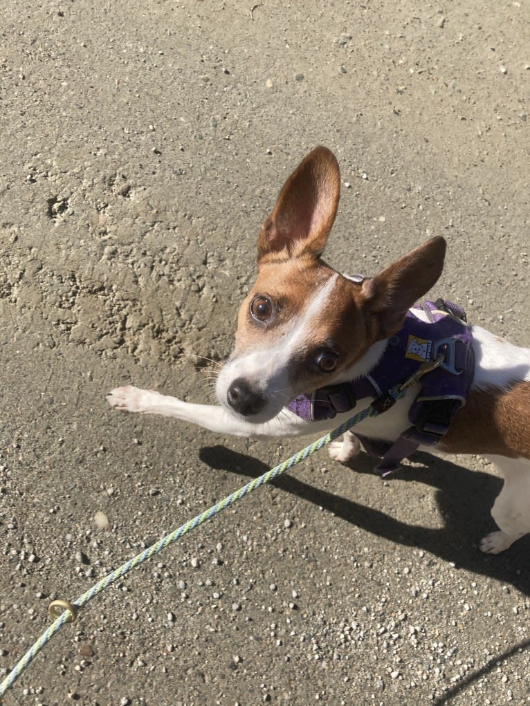 Delilah, a Russell-type Terrier and Rat Terrier mix tested with EmbarkVet.com