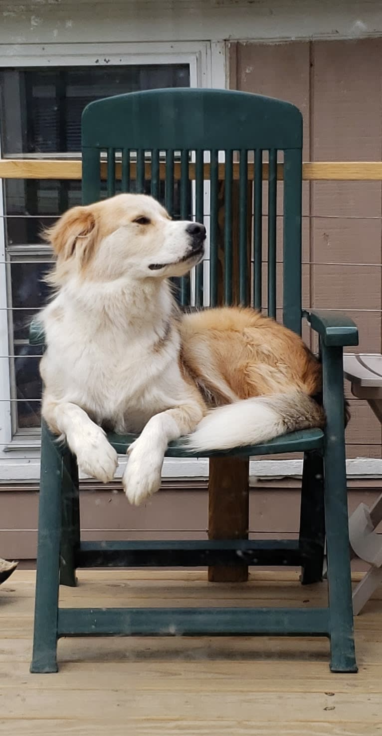 Buckley, a Siberian Husky and Labrador Retriever mix tested with EmbarkVet.com