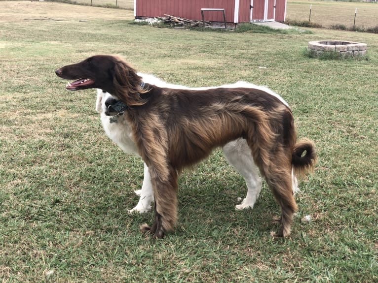 Rigel, a Saluki and Poodle (Standard) mix tested with EmbarkVet.com